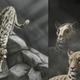 Illustration for article titled The worlds first big cats came from Asia, not Africa